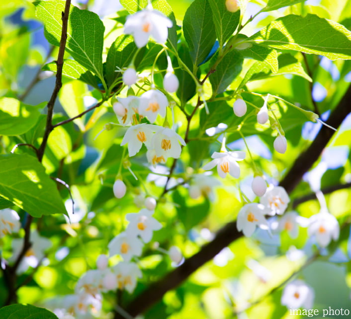 四季の移ろいがあるシンボルツリー「エゴノキ」