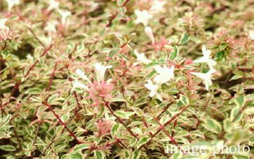 アベリアコンフェッティ