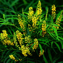 マホニアコンフーサ