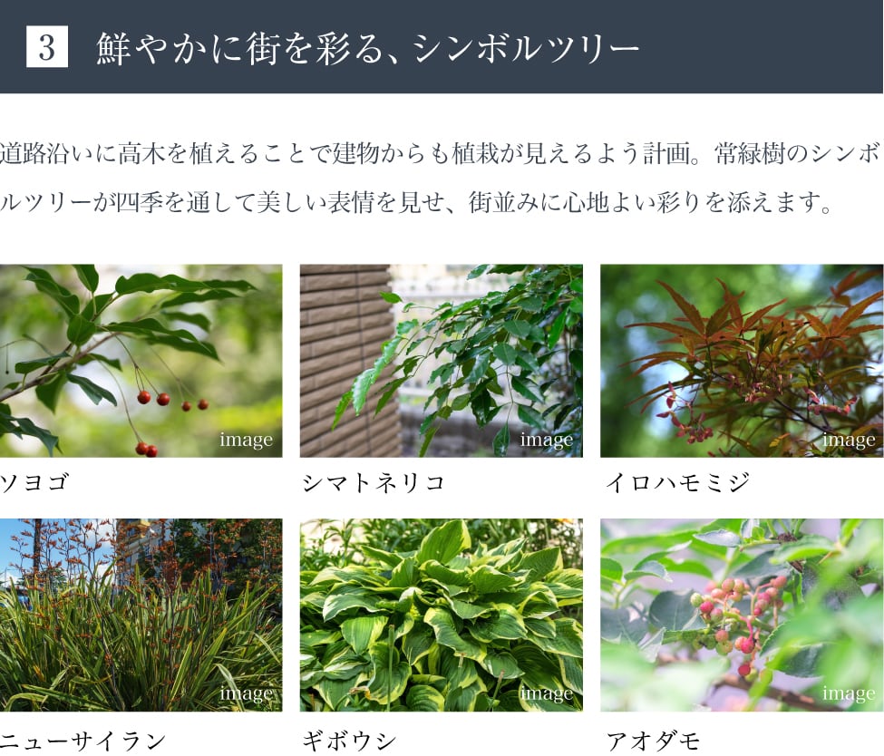 3 鮮やかに街を彩る、シンボルツリー。ソヨゴ、シマトネリコ、イロハモミジ、ニューサイラン、ギボウシ、アジサイ。